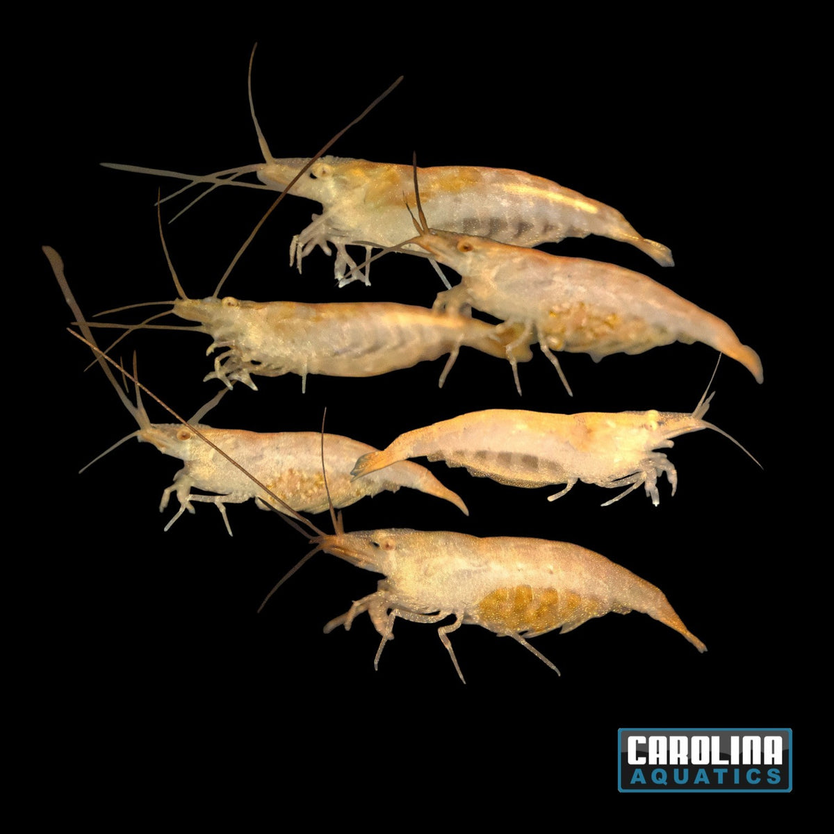 Invert - Shrimp Indian Black Zebra