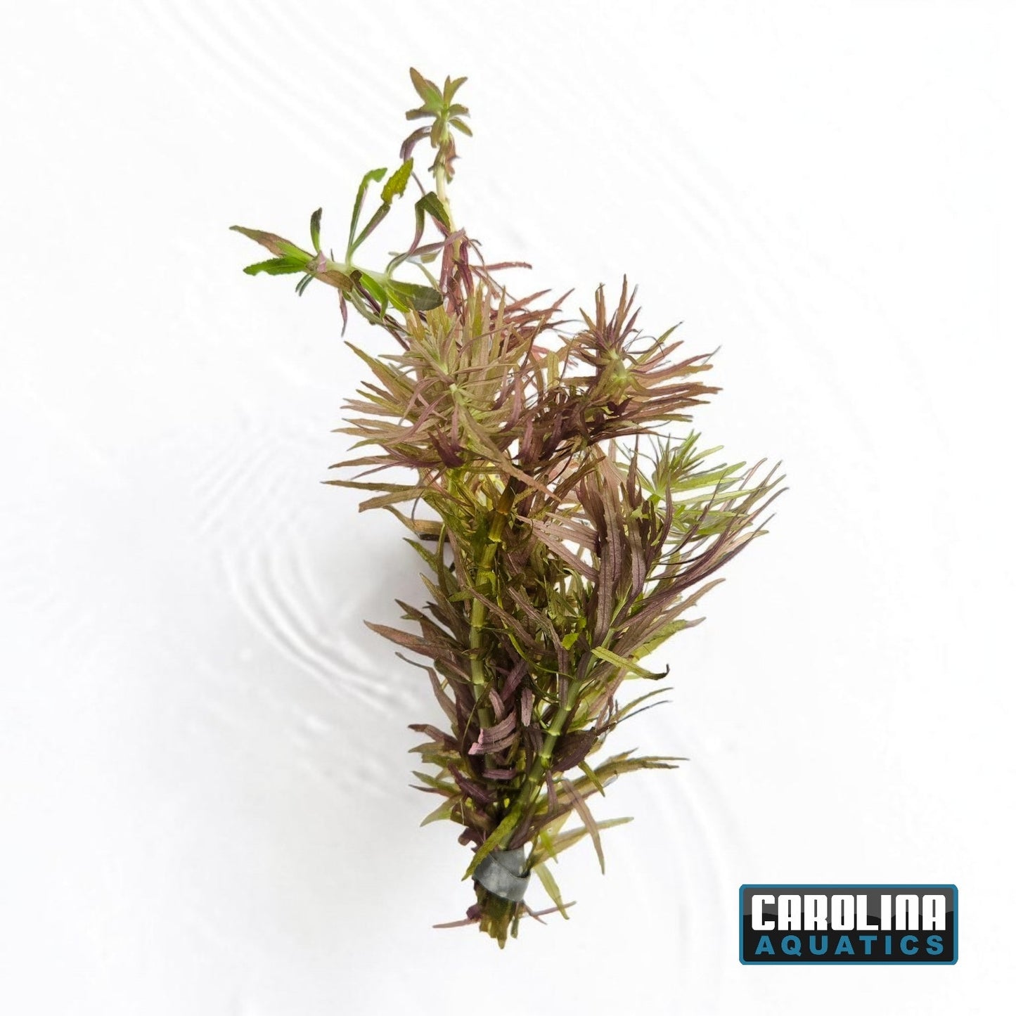 Limnophila Hippuroides