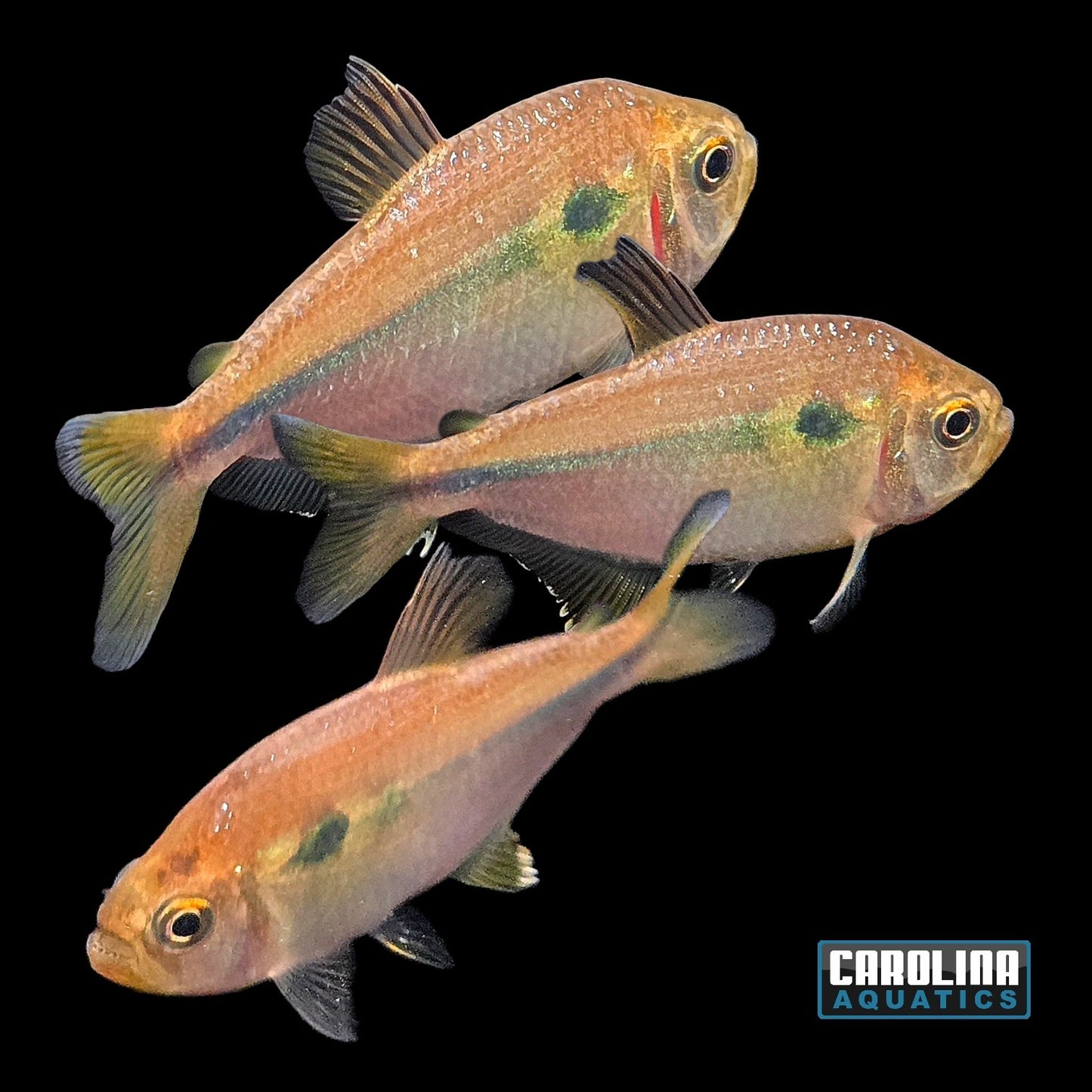Tetra - Orange Fin Flash Med