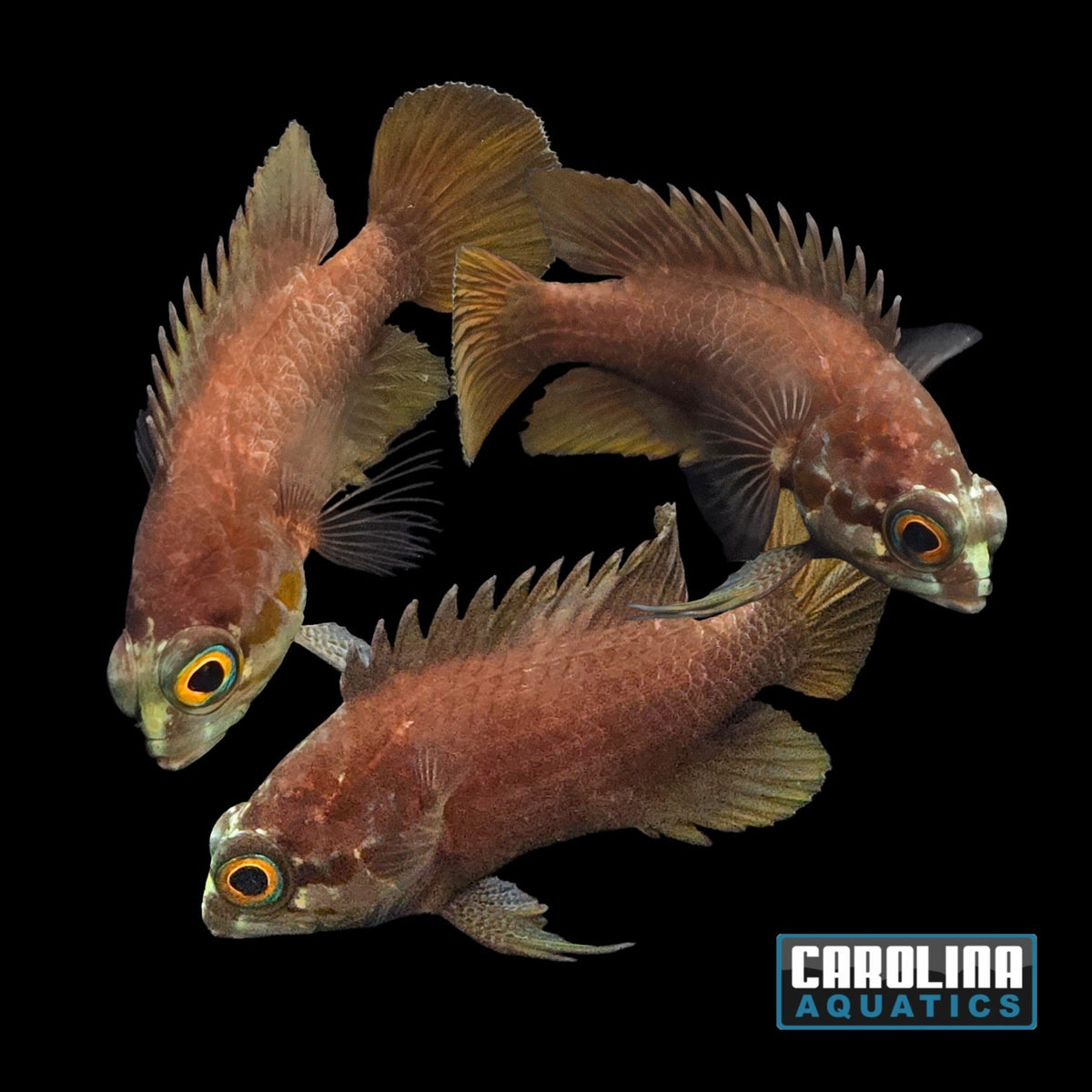 Grouper - Crimsontip Longfin