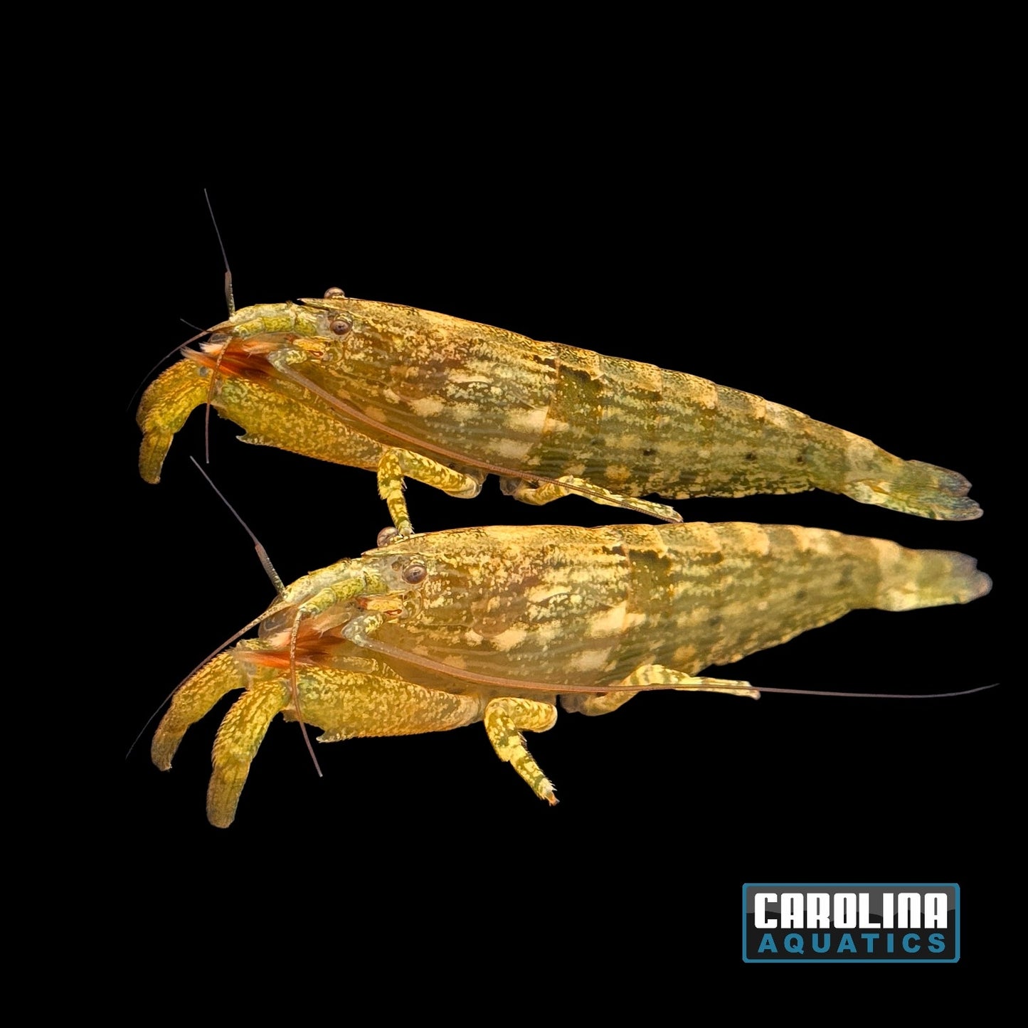 Invert - Shrimp Bamboo (Flower) Lg