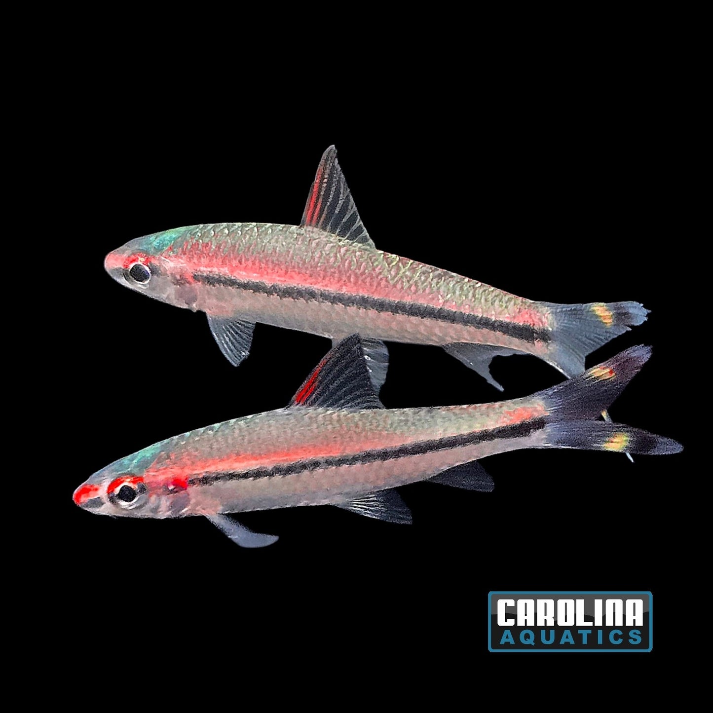 Shark - Roseline 2in. T.R.