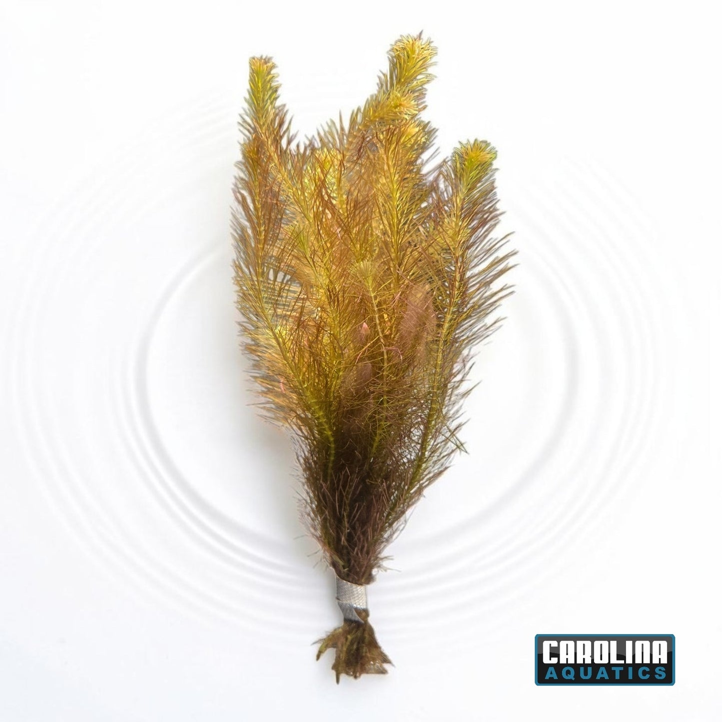 Rotala Wallichii