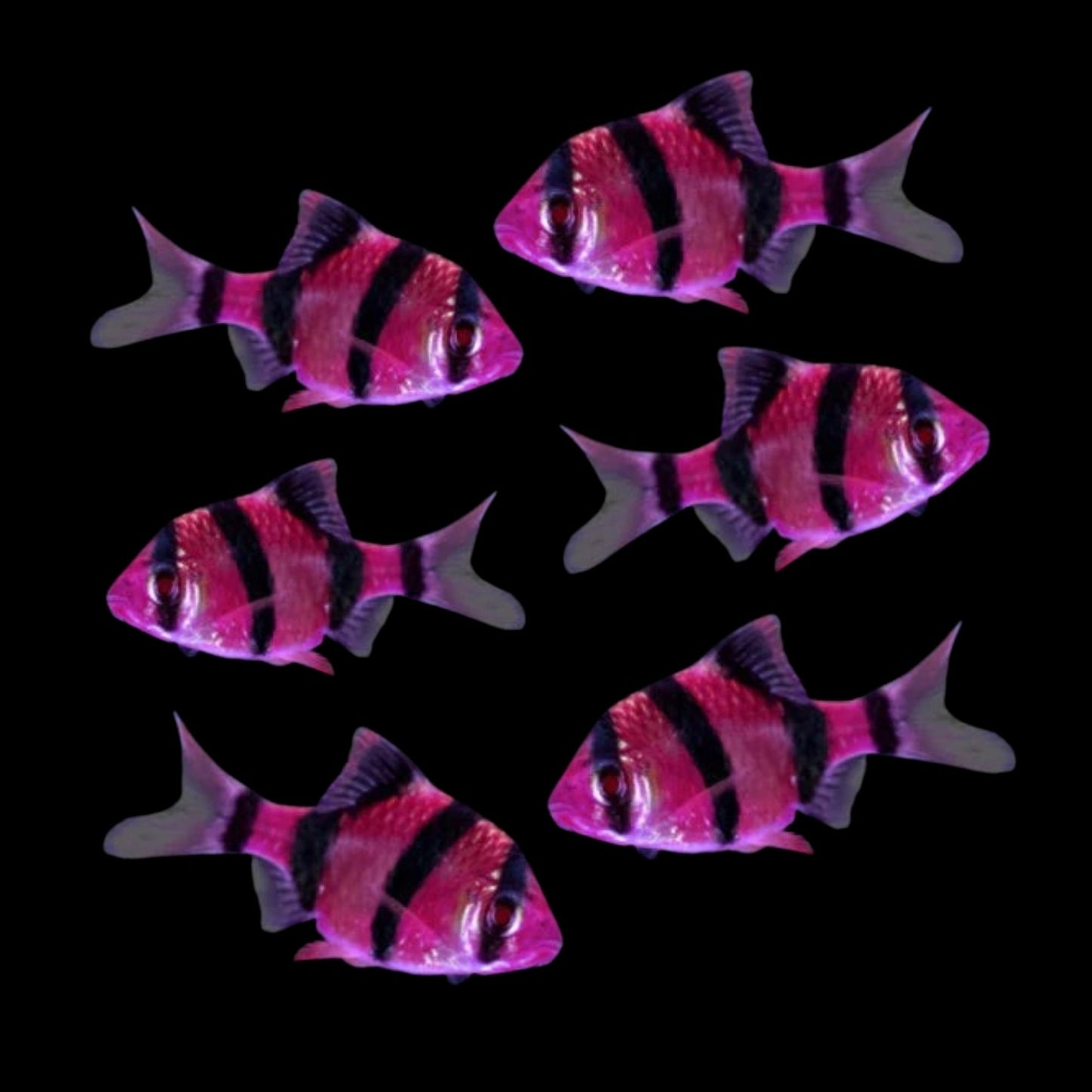 GloFish® - Barb Galactic Purple