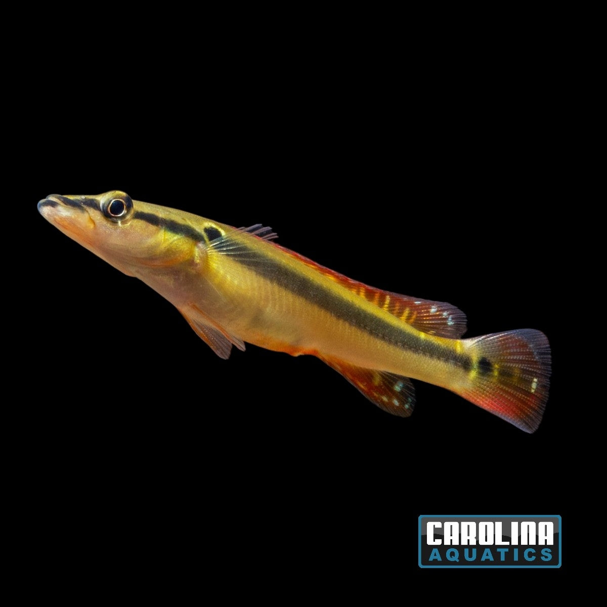 Cichlid - Pike Zebra Med 4-5in