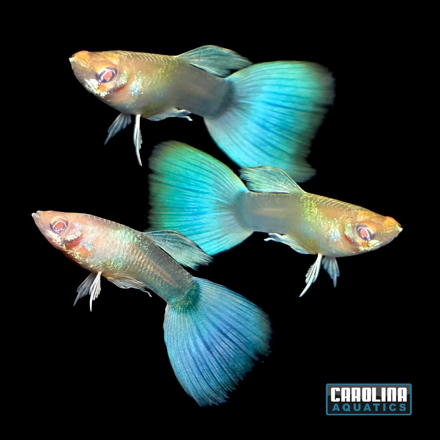 Guppy - Galaxy Blue Sky