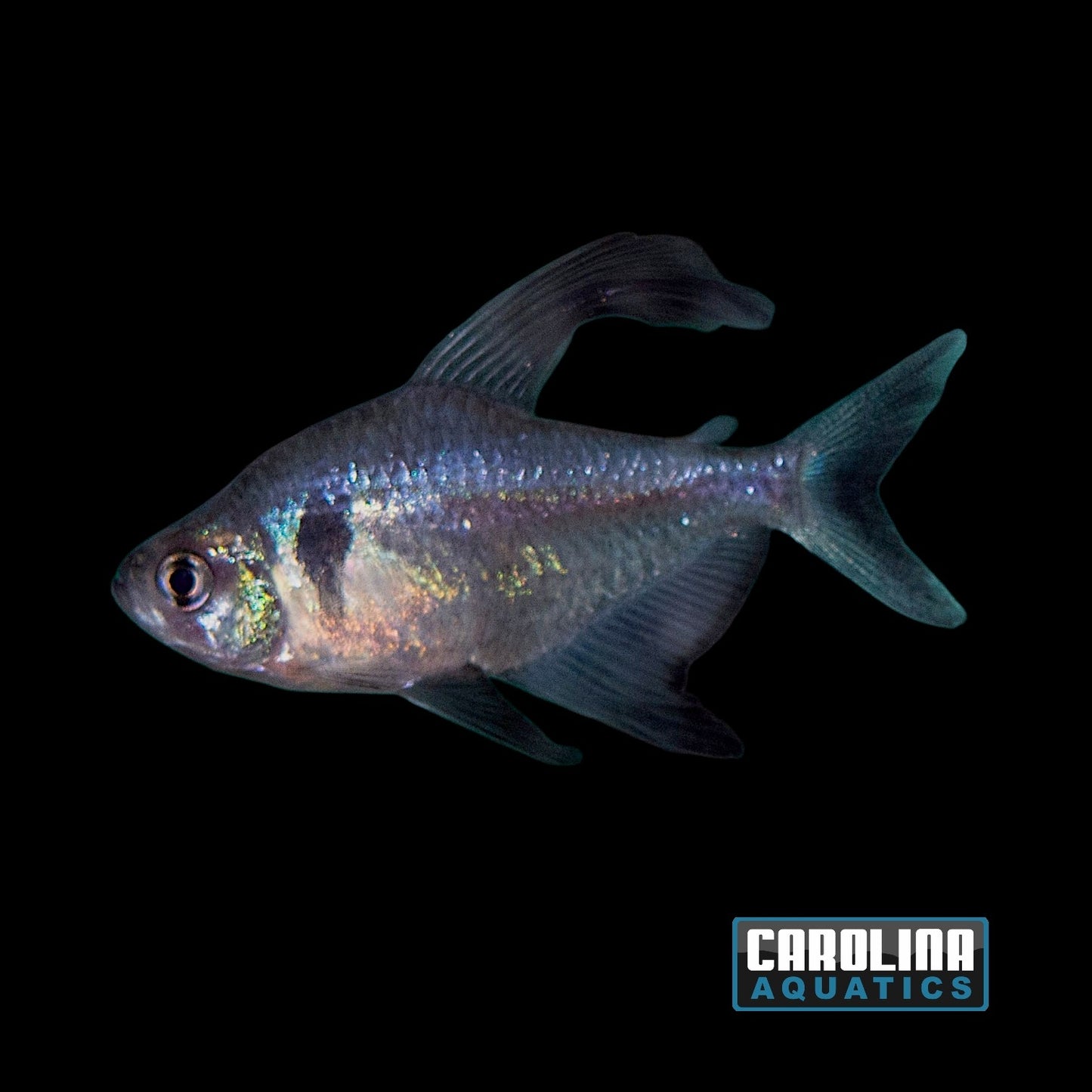 Tetra - Black Phantom
