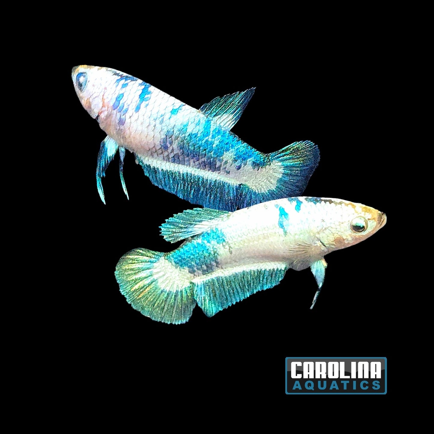 Betta - Blue Panda Female