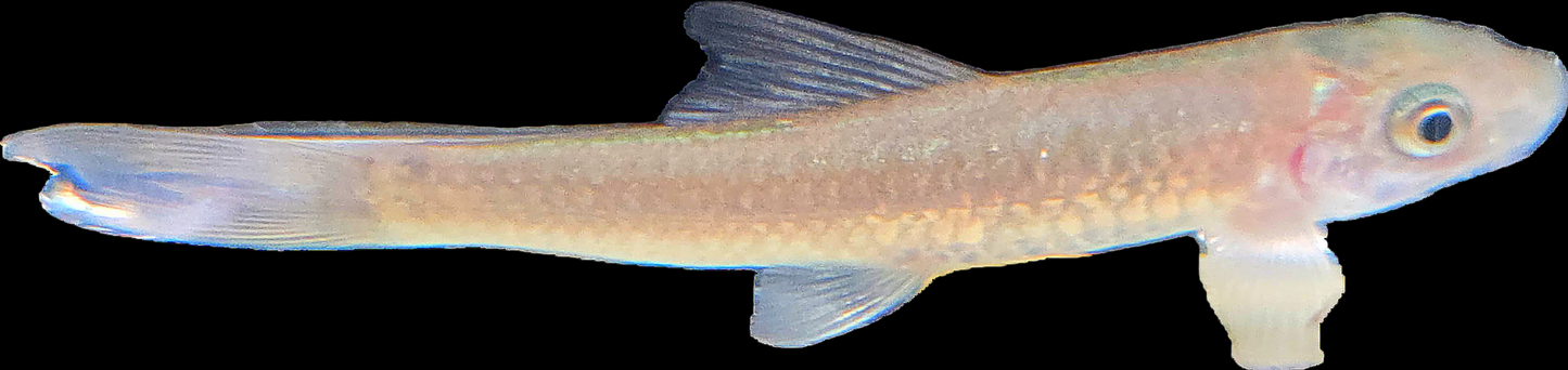 Misc - Garra Gotyla Beard Algae Eater