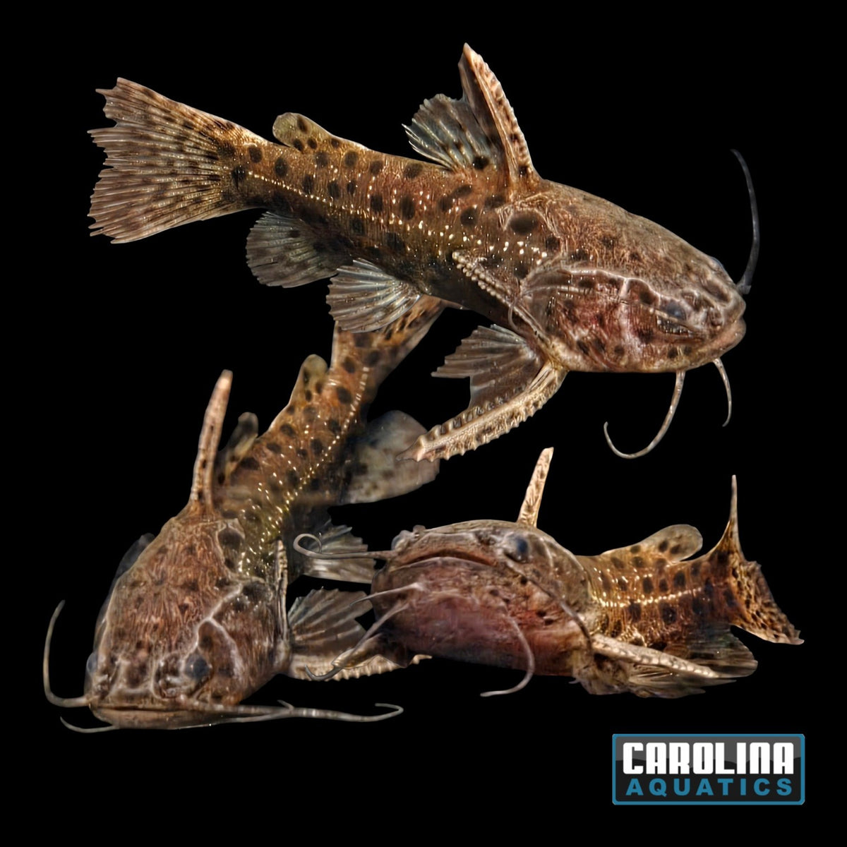 Catfish - False Jaguar Med