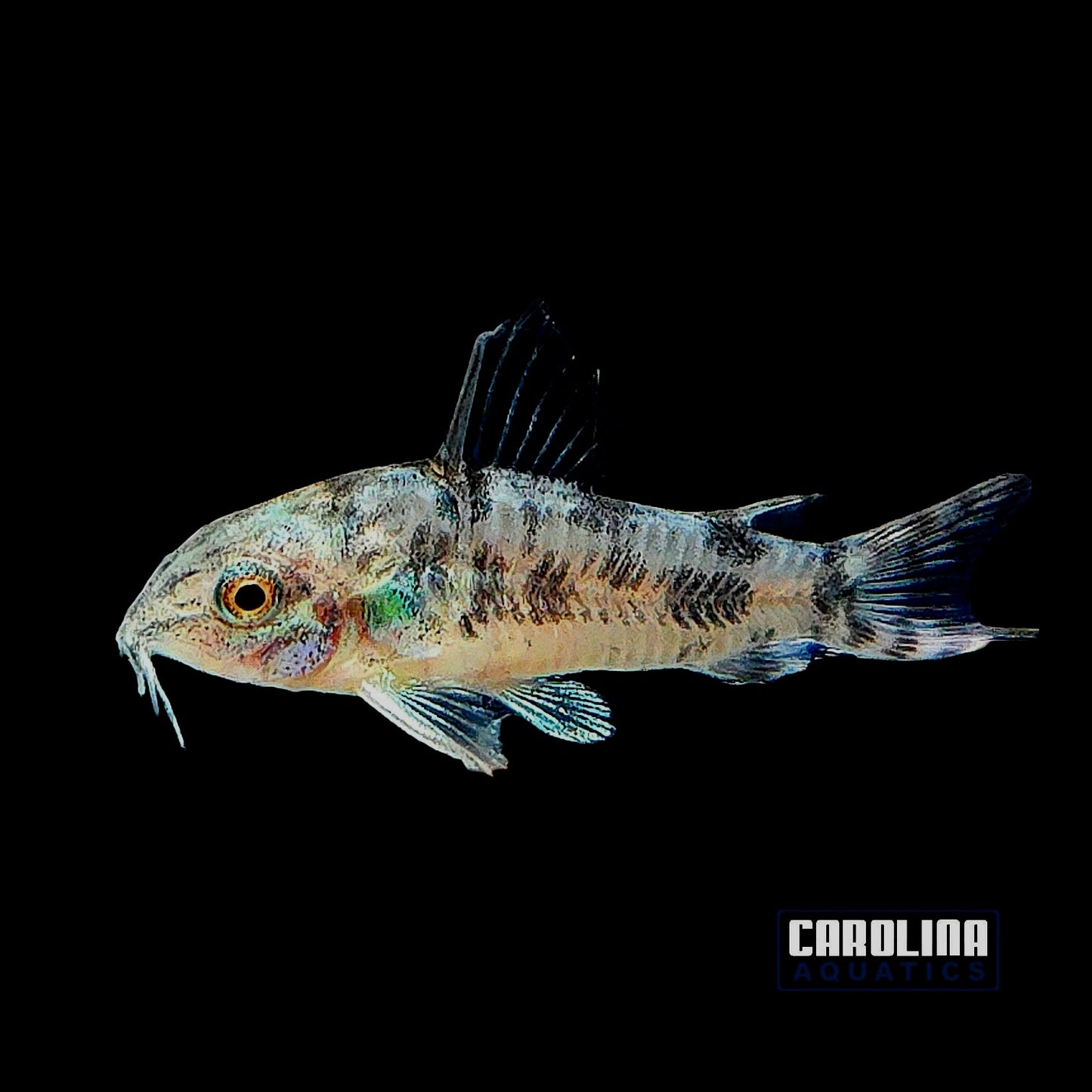 Cory - Paleatus