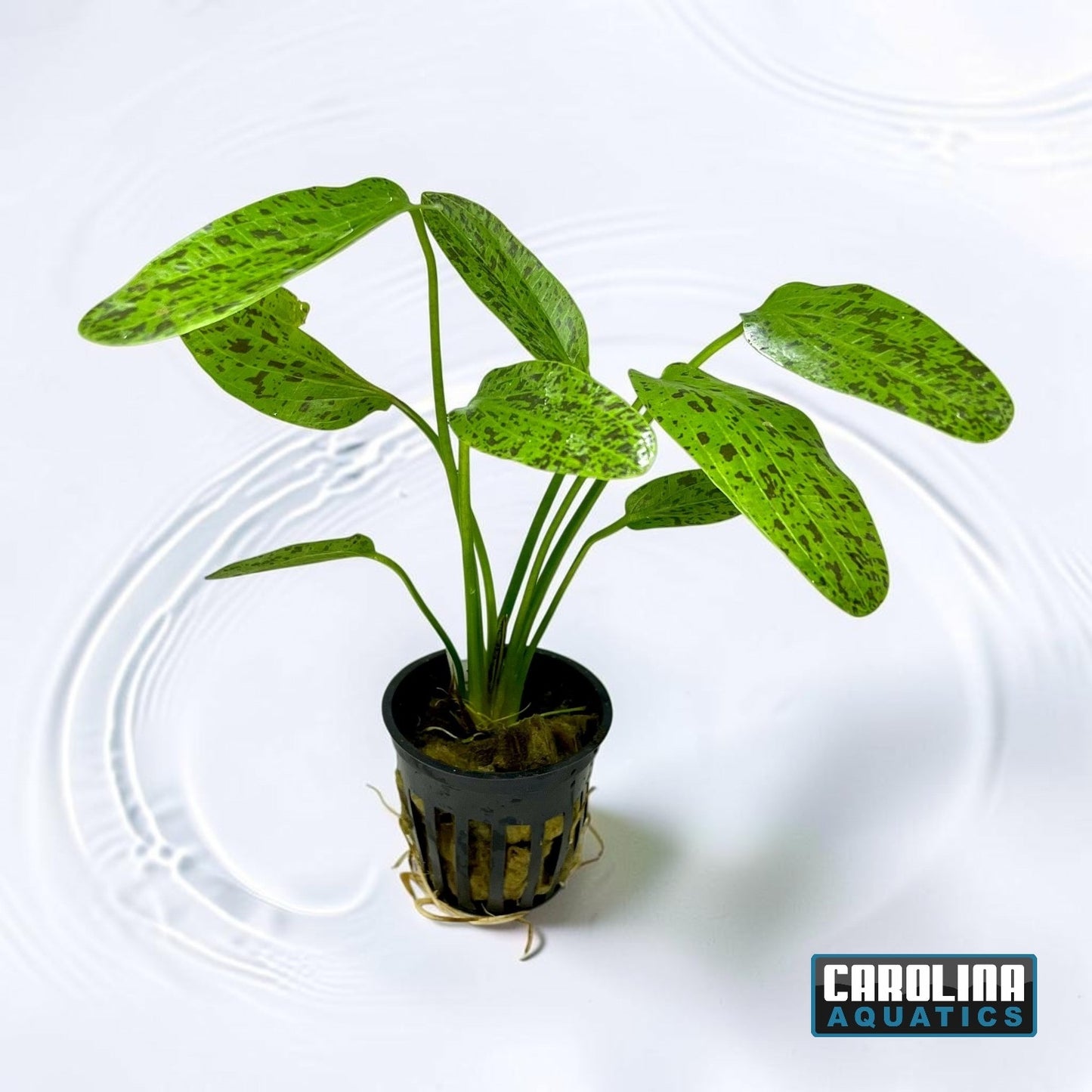 Sword Ozelot Green Potted