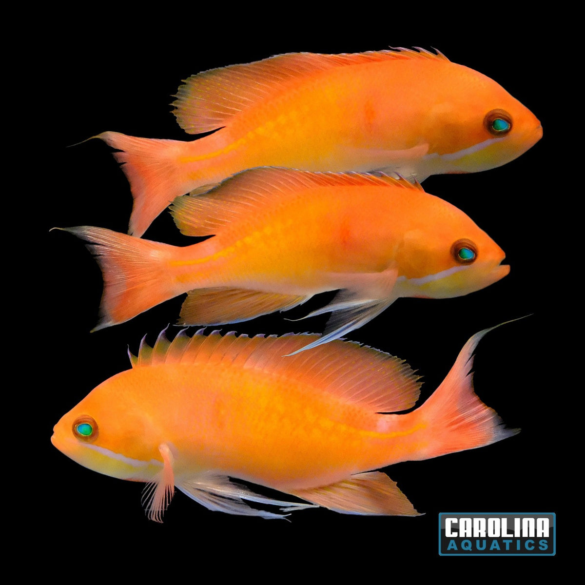 Anthias - Red Fairy