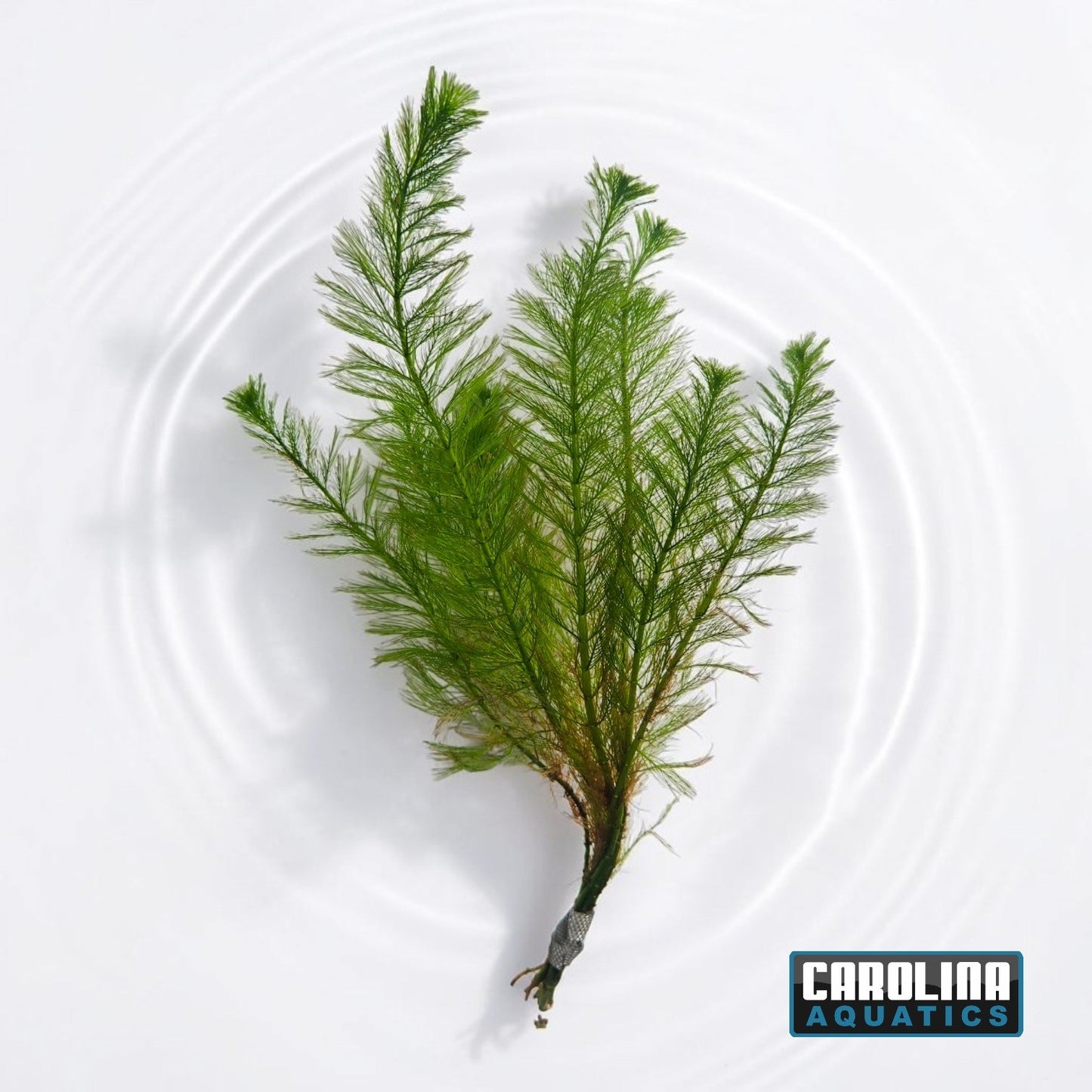 Foxtail (Myrio) Filigree