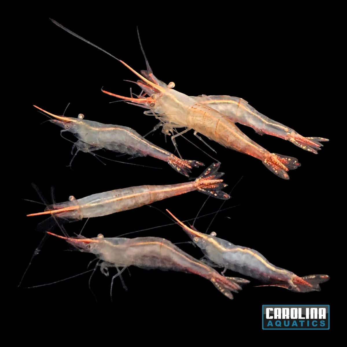 Invert - Shrimp Indian Red Nose Algae Lg