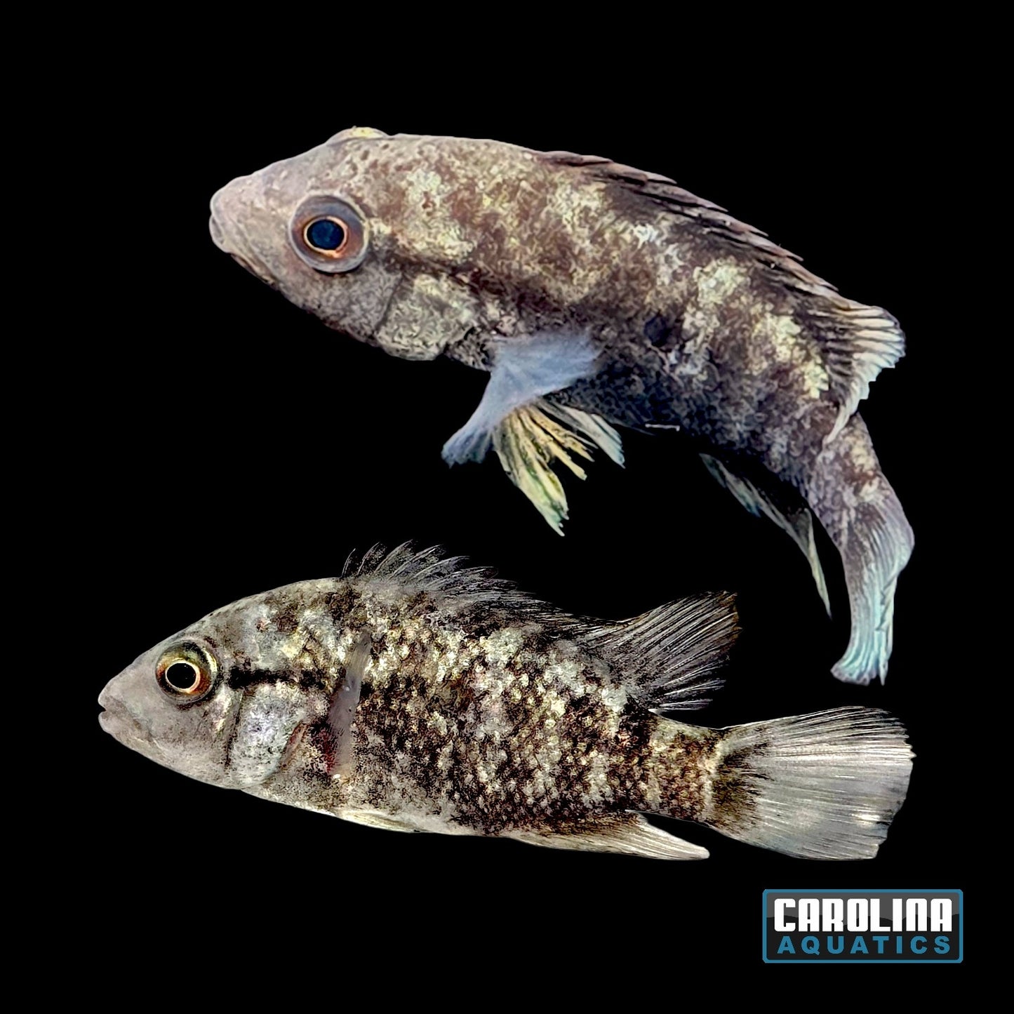 Cichlid - Haitian "Black Nasty" 2in