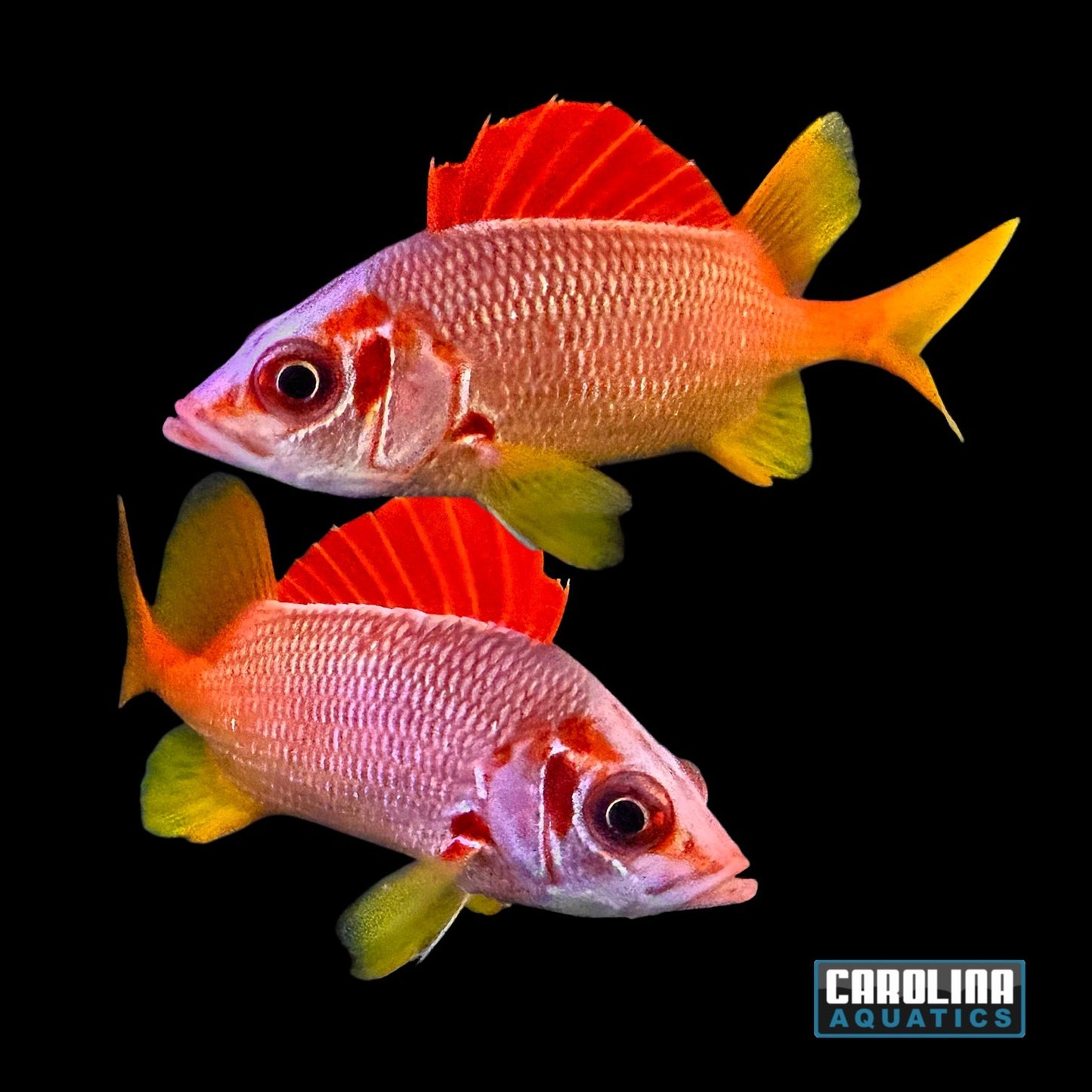 Squirrelfish Sabre Lg