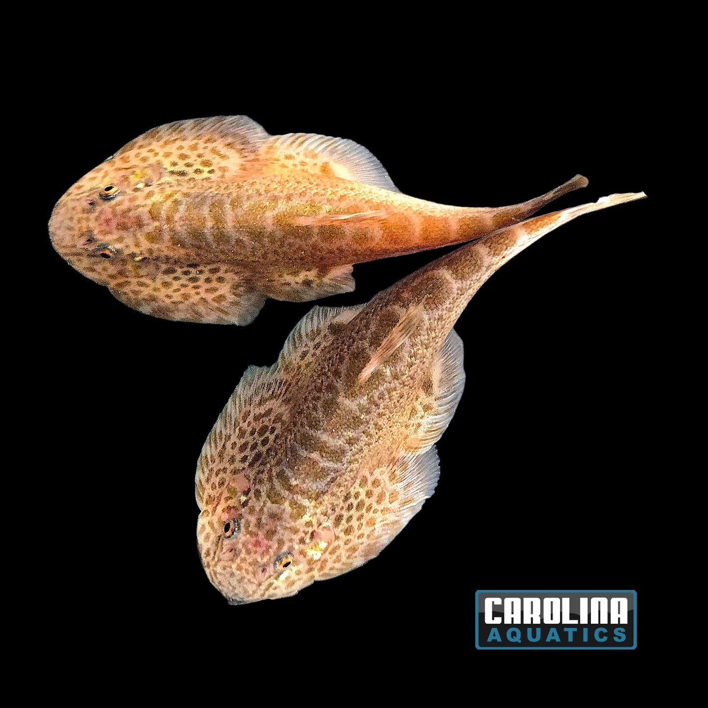 Loach - Hillstream Hanshu Lizard Lg
