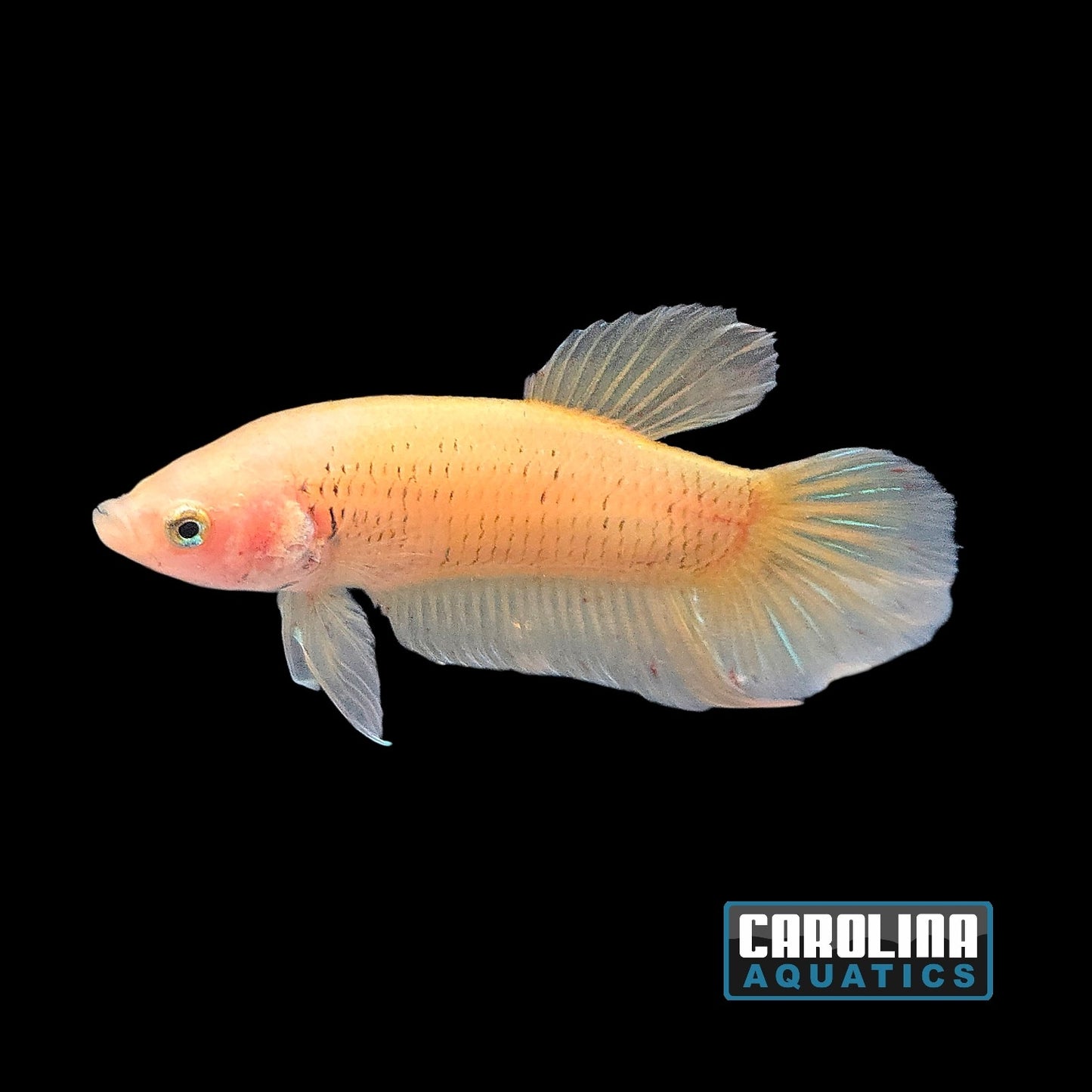 Betta - Yellow Banana Plakat Male