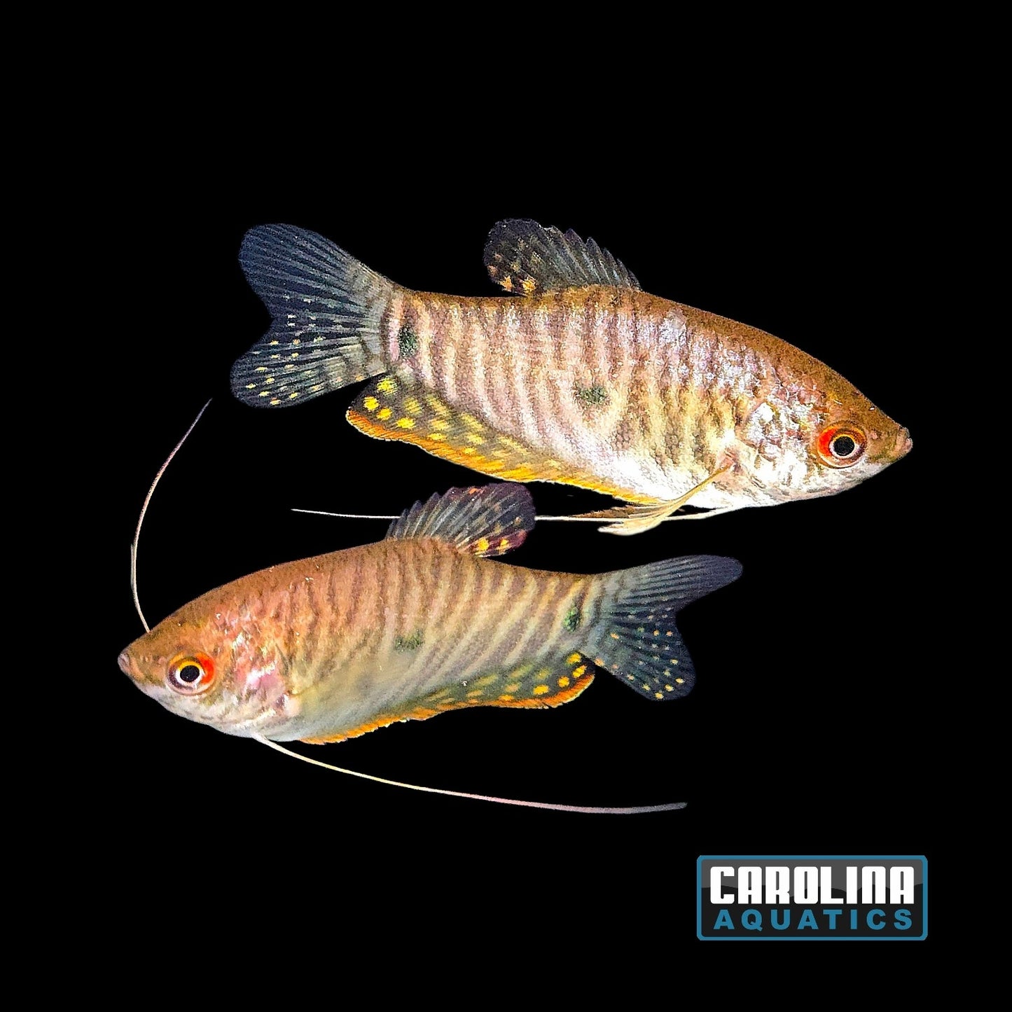Gourami - Lavender