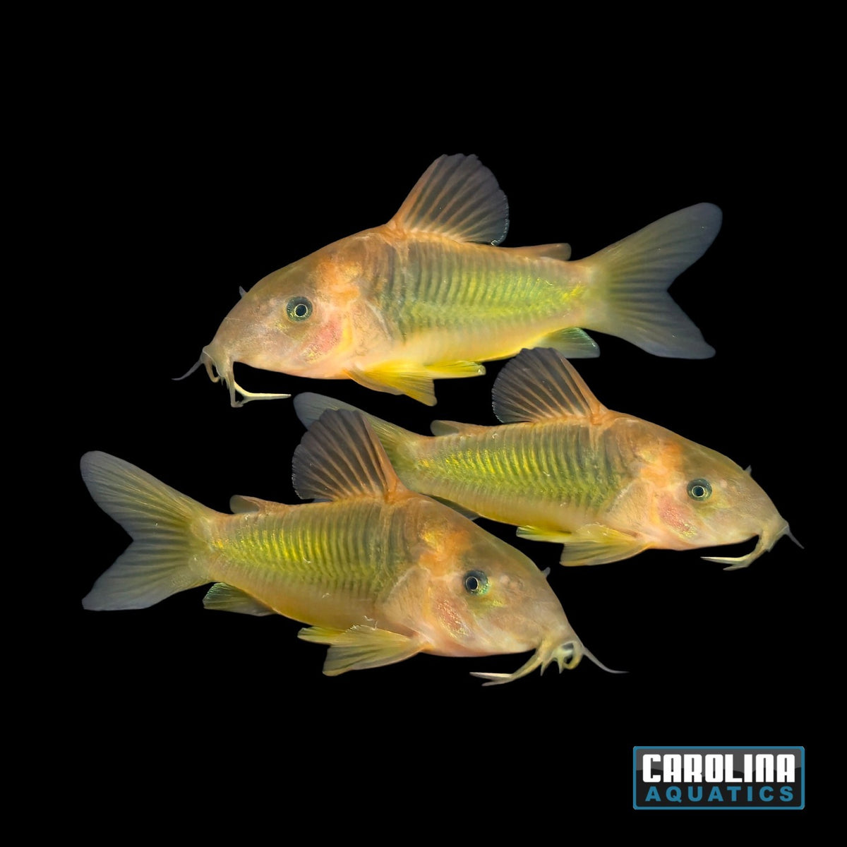 Cory - Gold Green
