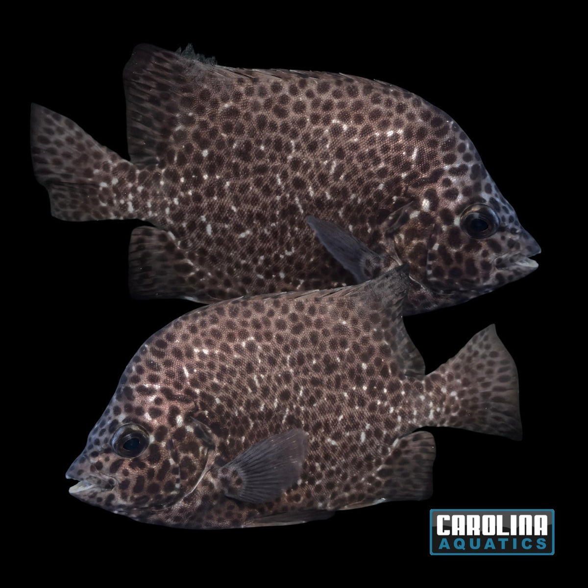 Knifejaw - Spotted