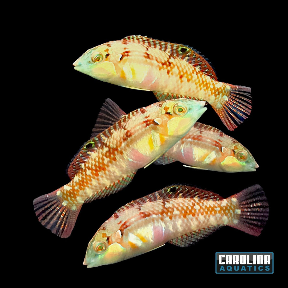 Wrasse - Nebulous