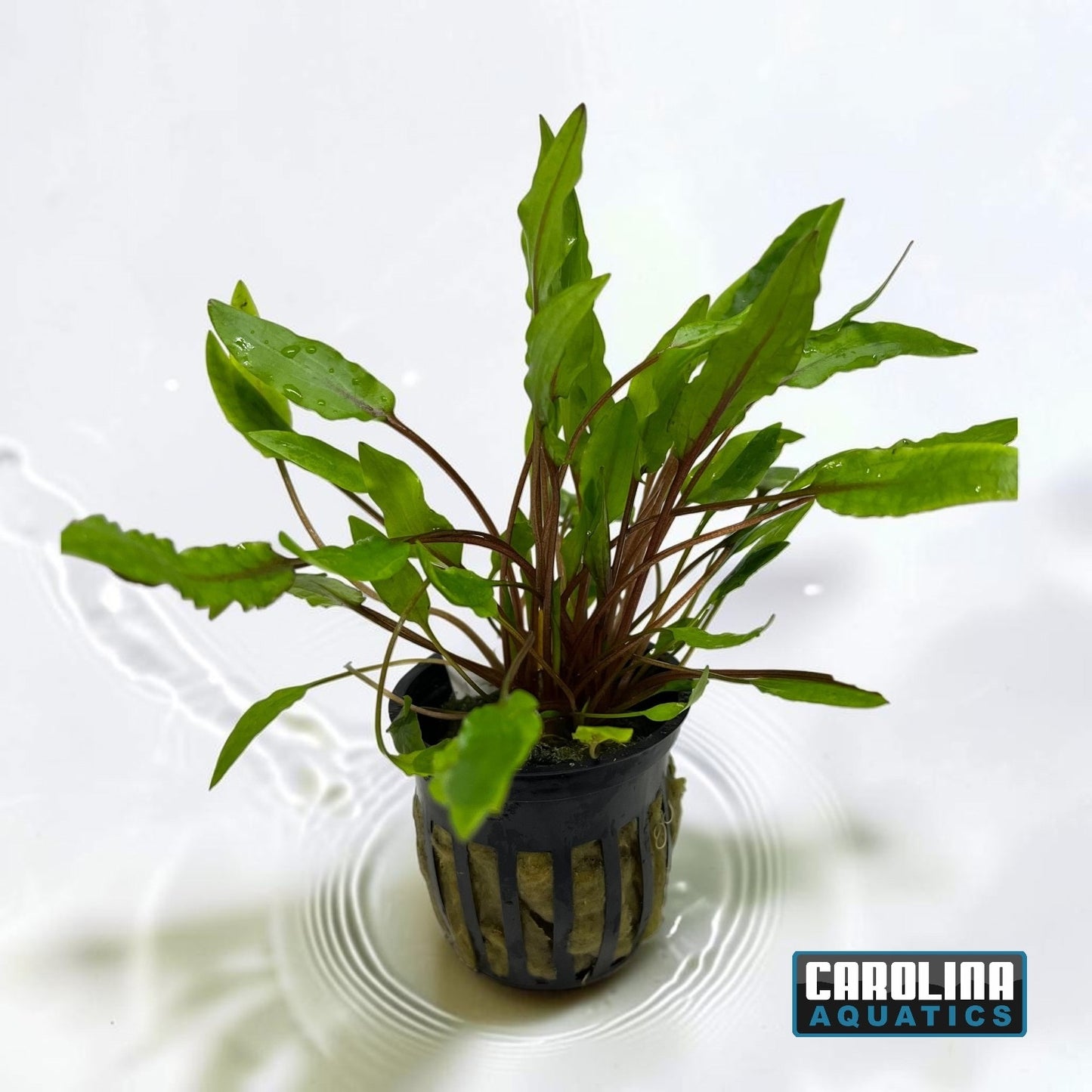 Crypt Wendtii Green Potted