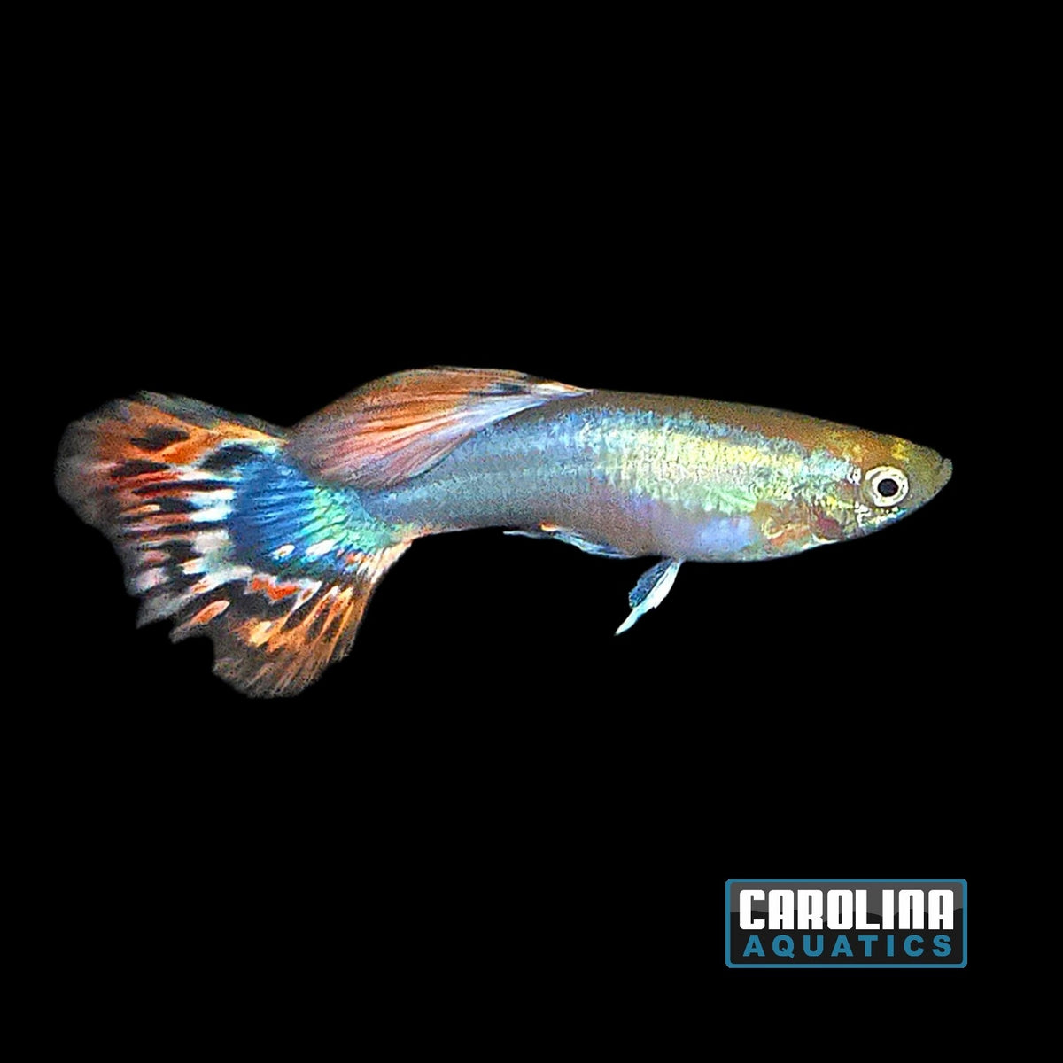 Guppy - Miracle Butterfly