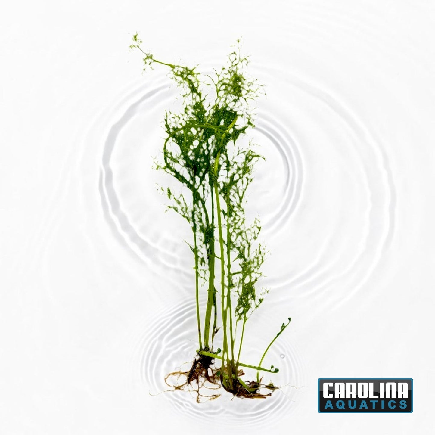Water Sprite