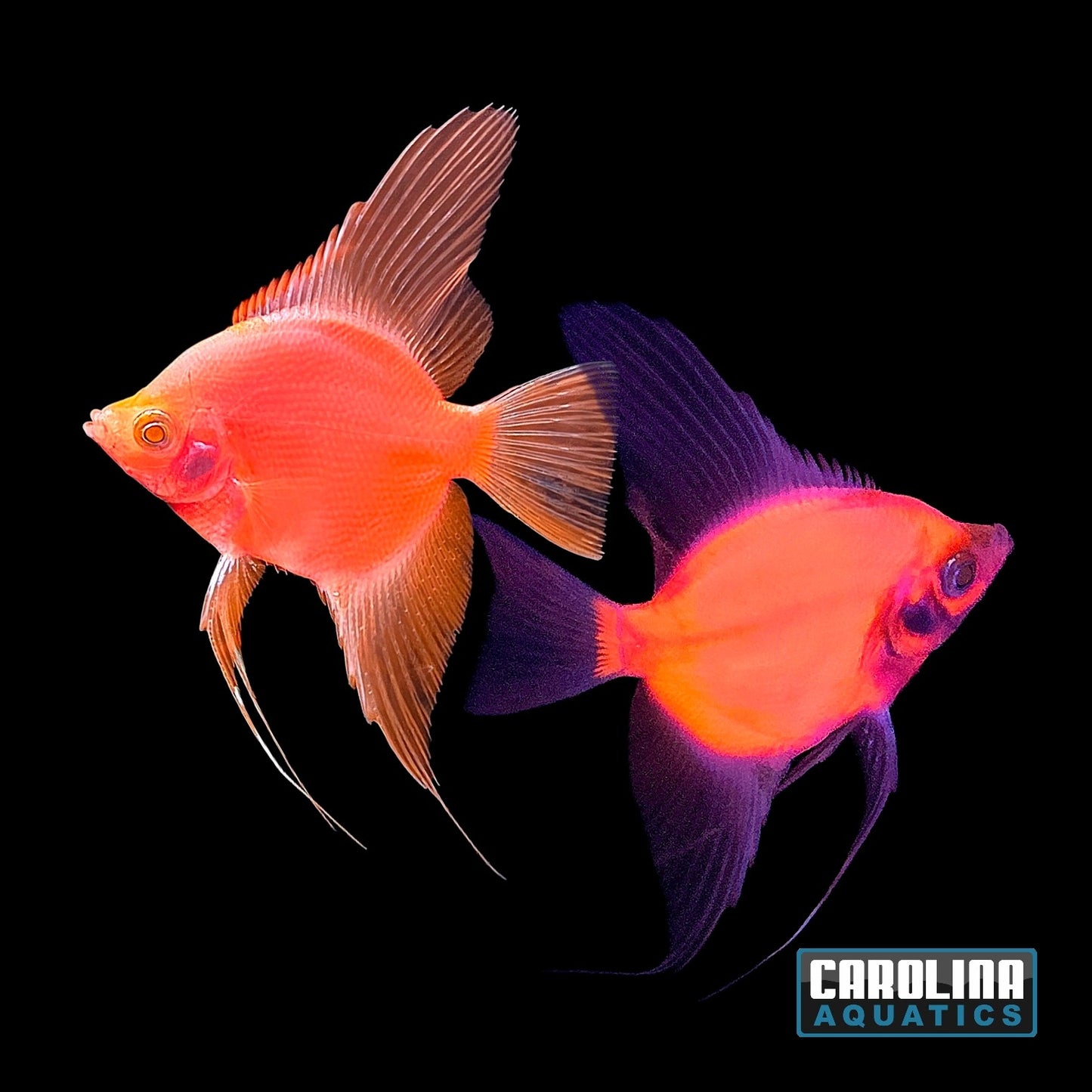 GloFish® - Angel Starfire Red