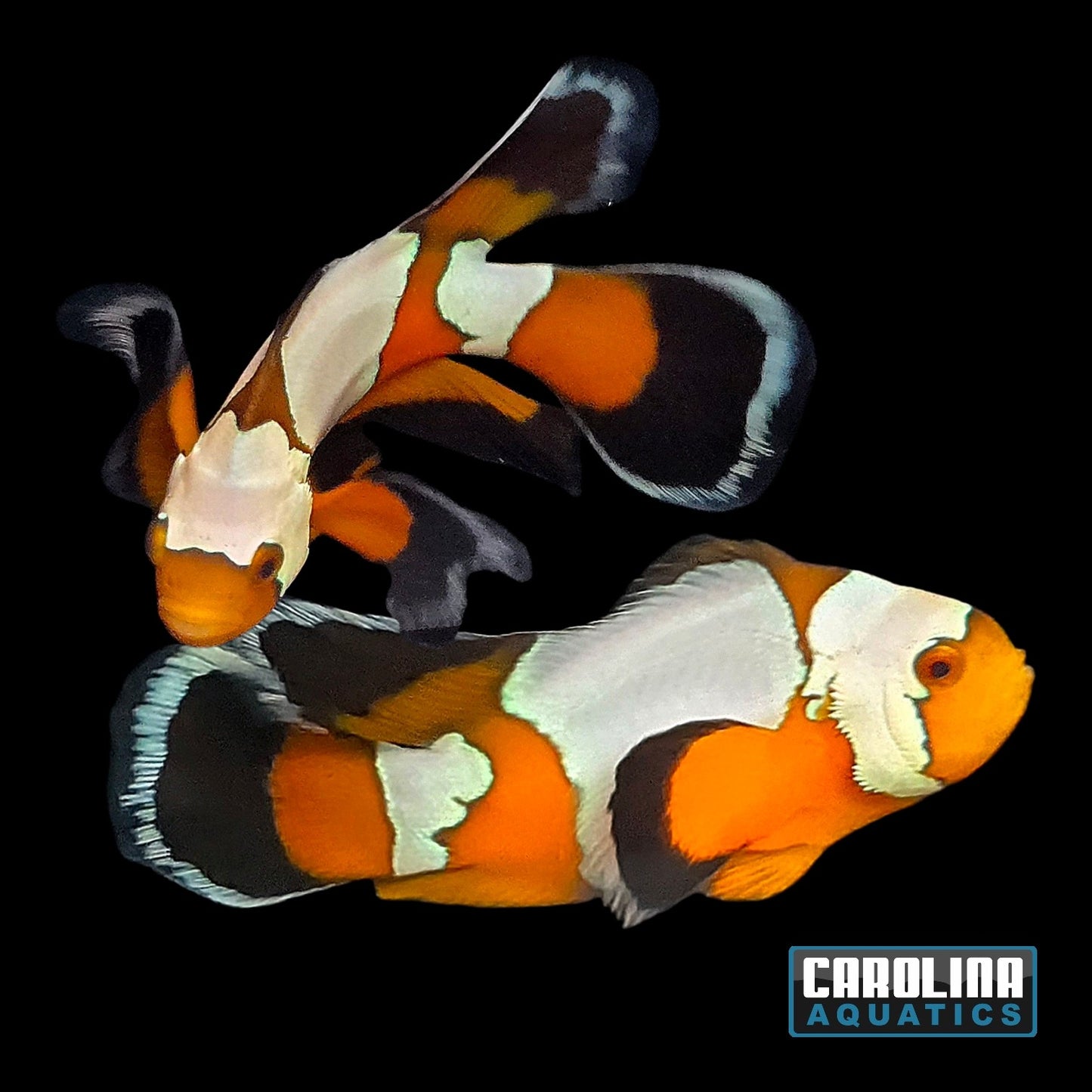 Clown - Snowflake Longfin