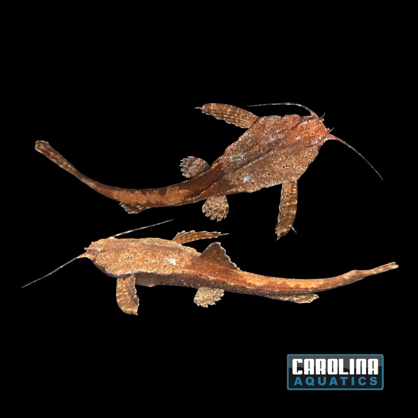 Catfish - Banjo