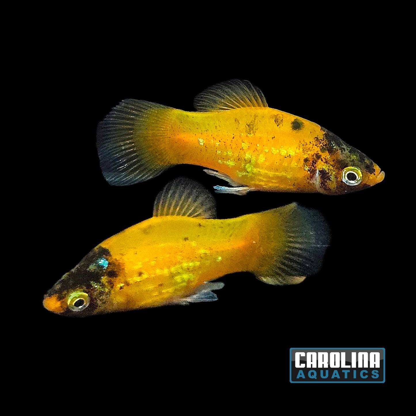 Platy - Bumblebee