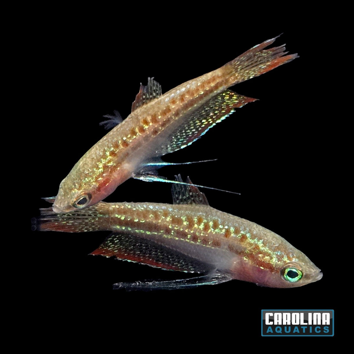 Gourami - Sparkling/Pygmy