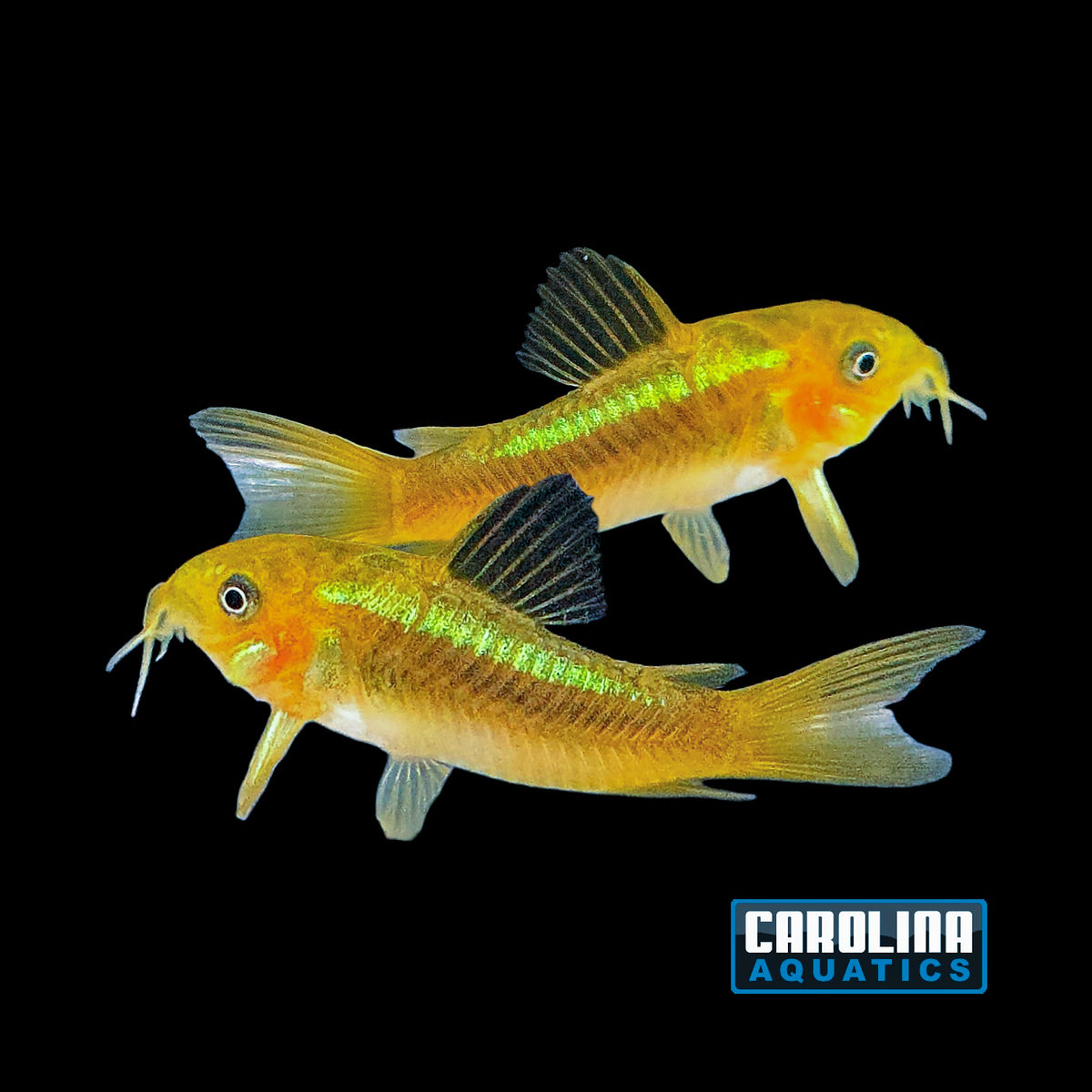 Cory - Green Laser Med