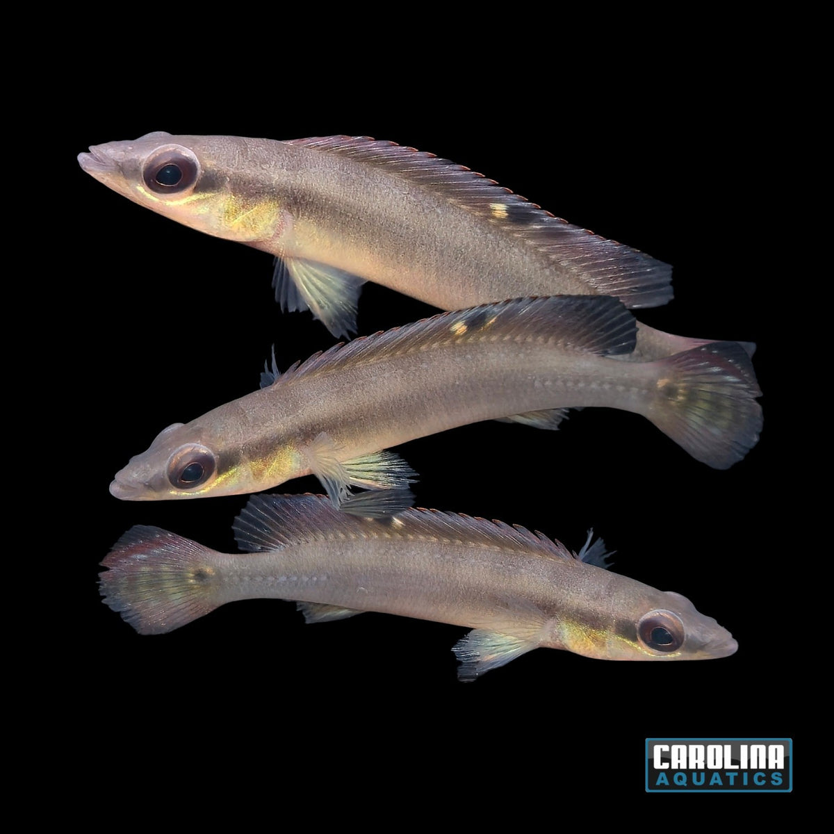 Cichlid - Pike Regani Dwarf 2in