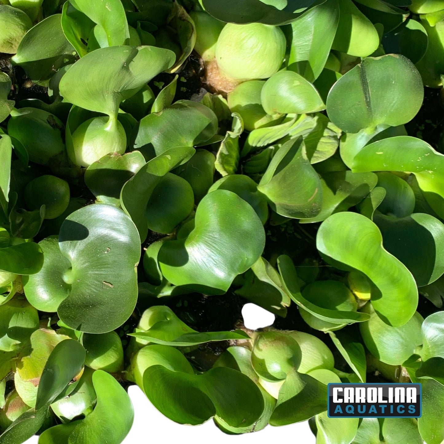 Water Hyacinth