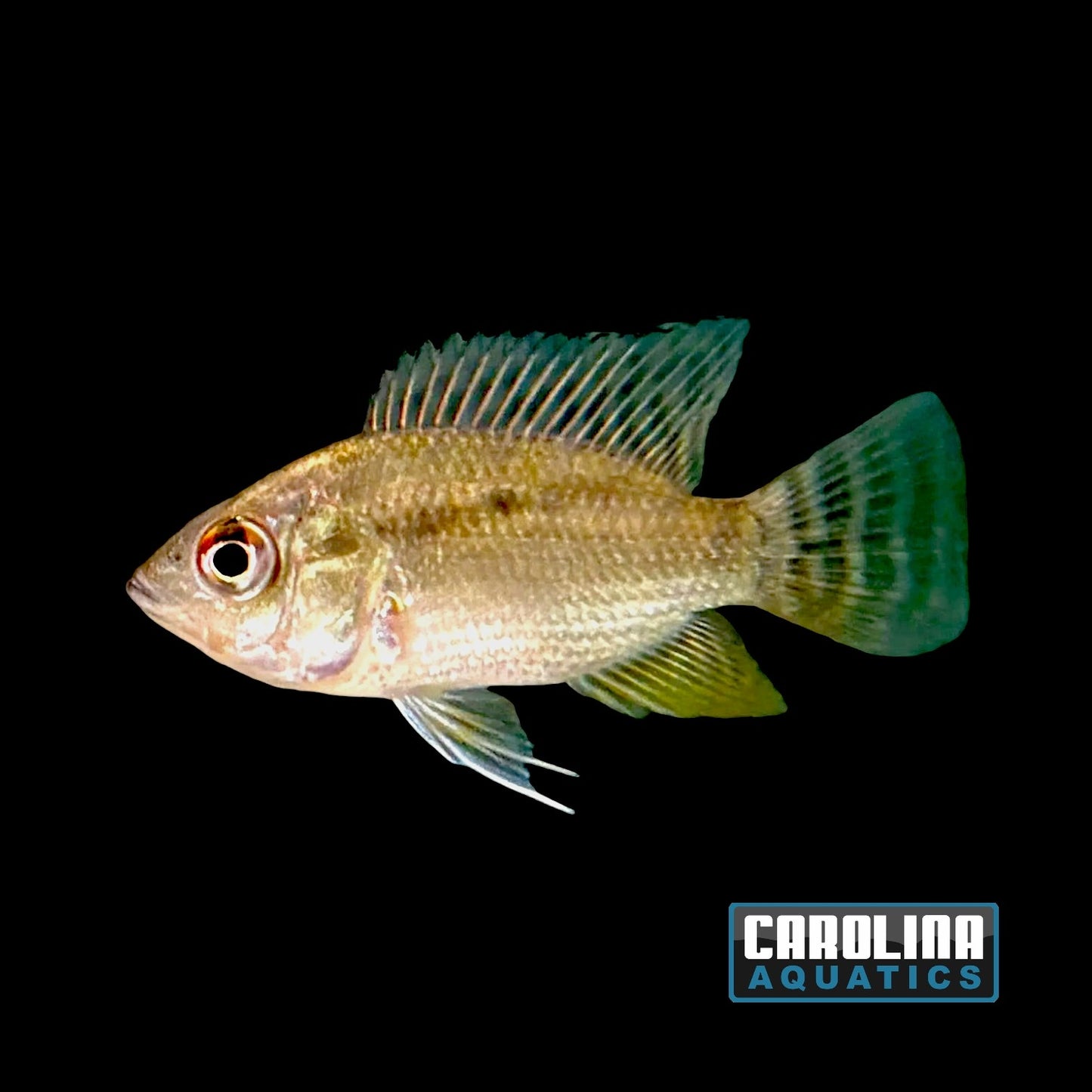 Cichlid - Chaetobranchopsis orbicularis 2in