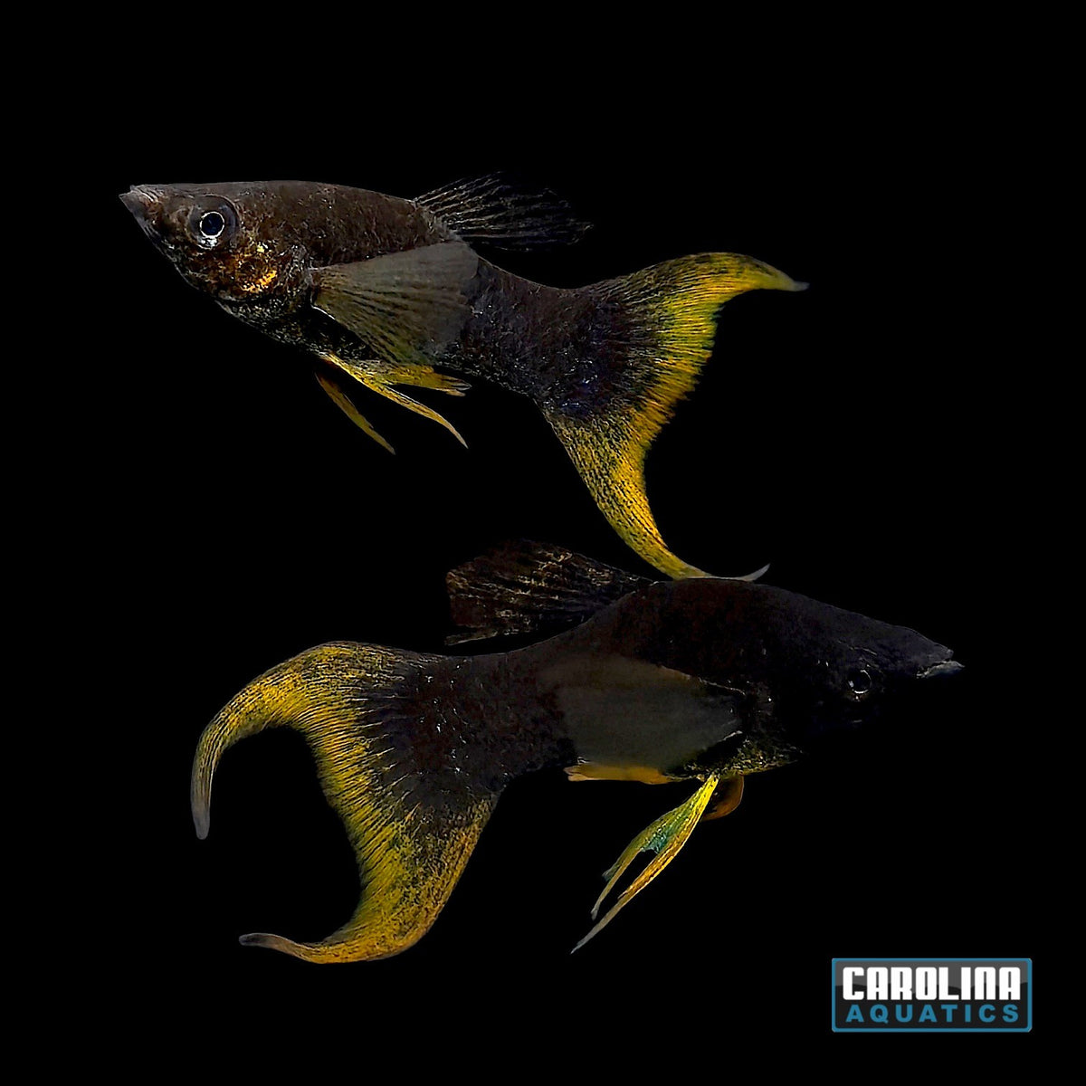 Molly - Orange Tail Black Lyretail Med