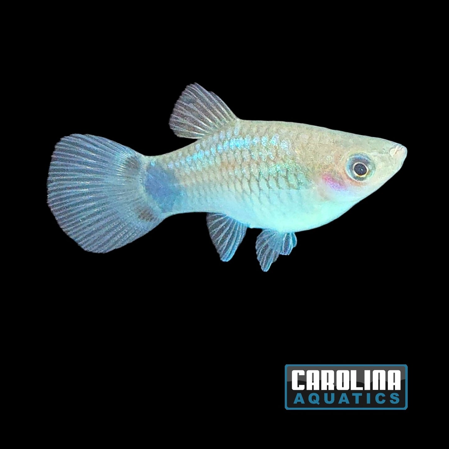 Platy - Mickey Mouse Neon