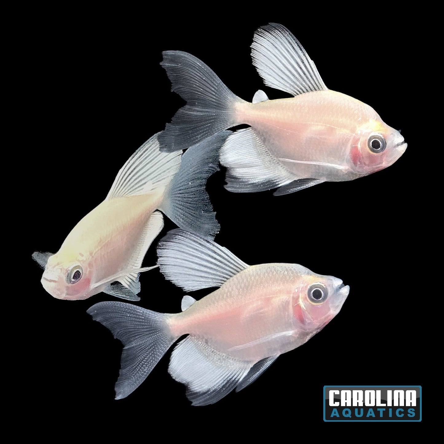 Tetra - White Longfin