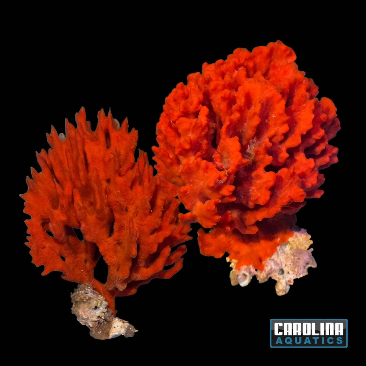 Sponge - Red Frilly