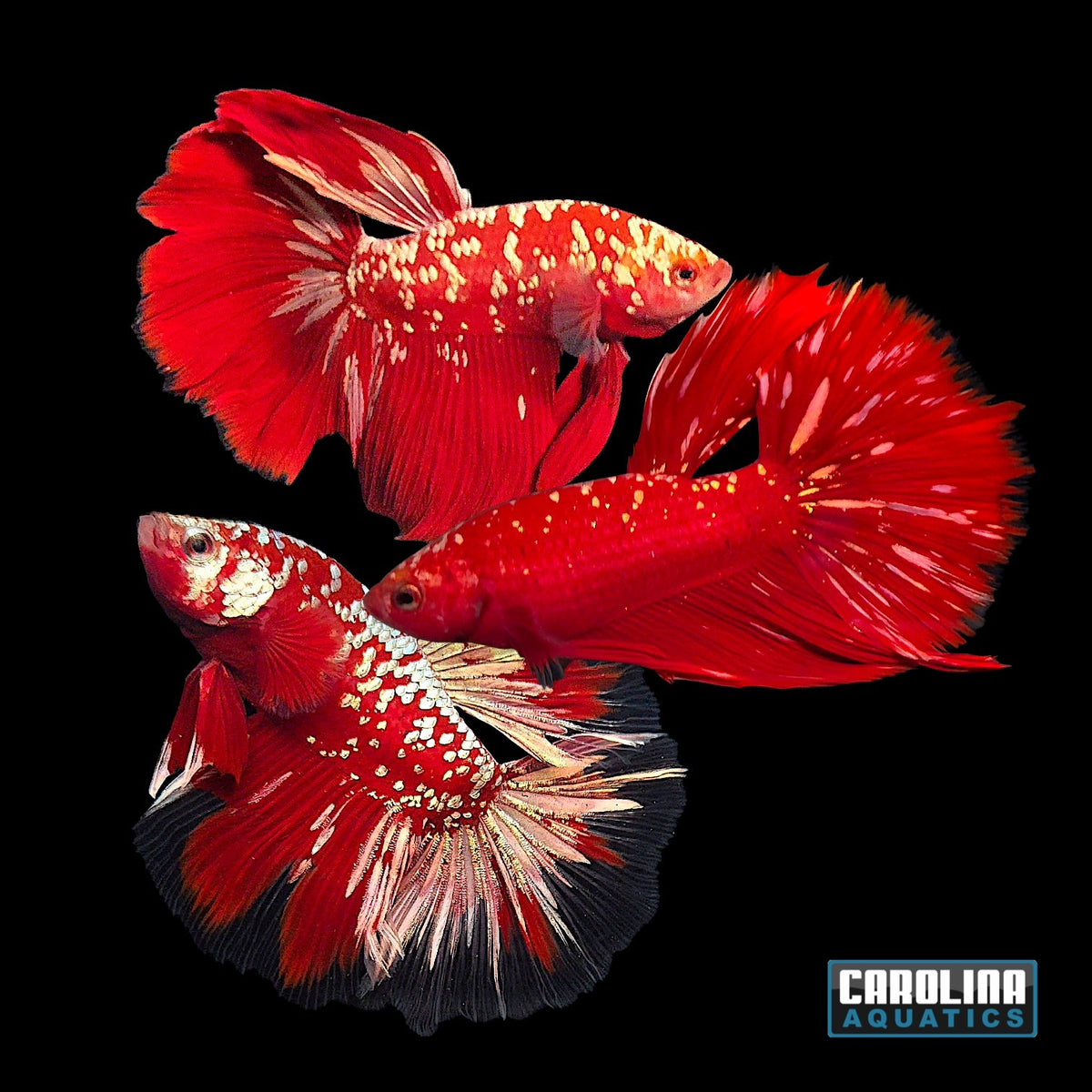 Betta - Red Gold Galaxy Super Delta Longfin
