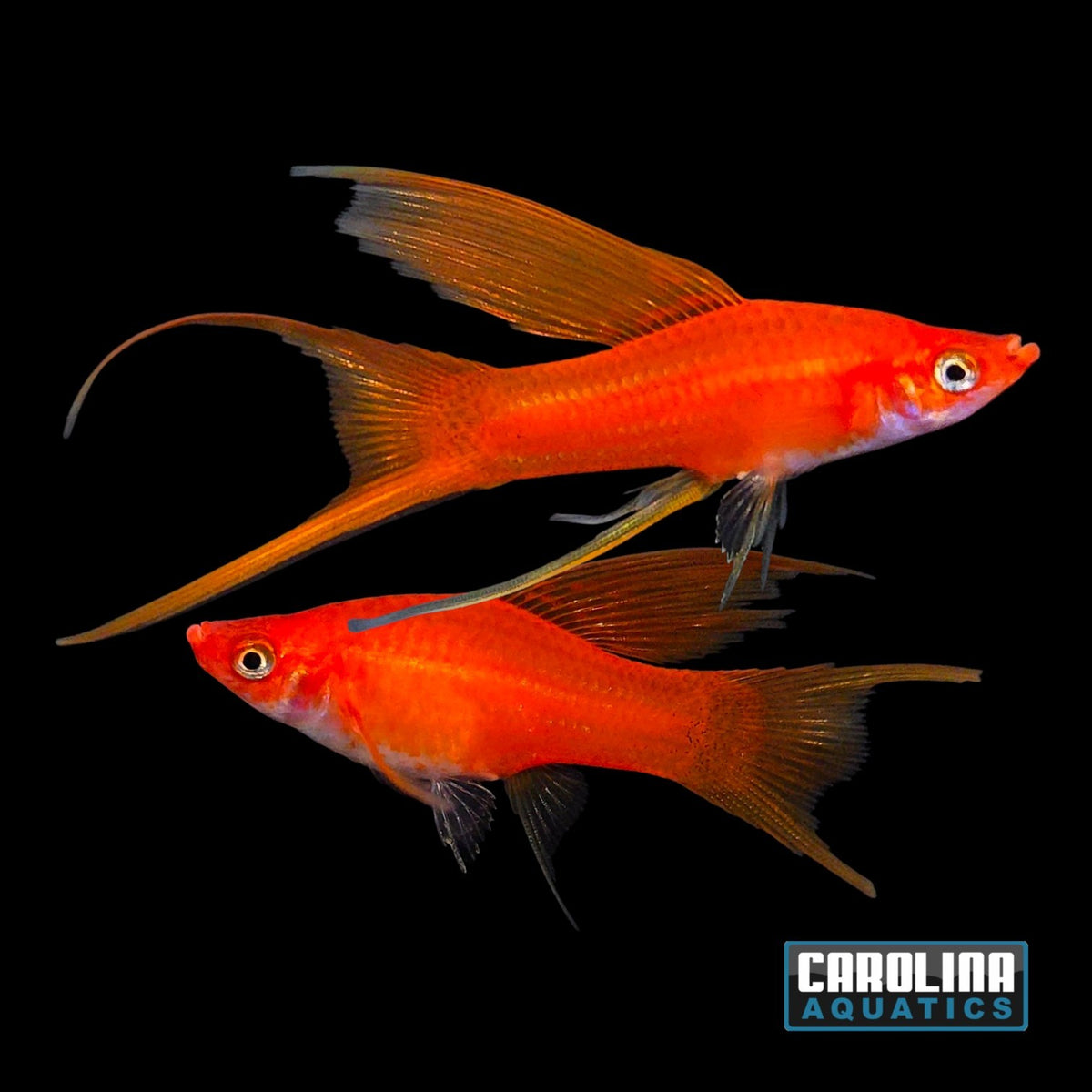 Sword - Hifin Red Lyretail