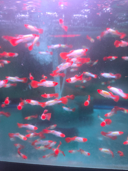 Guppy - Miracle Koi Red
