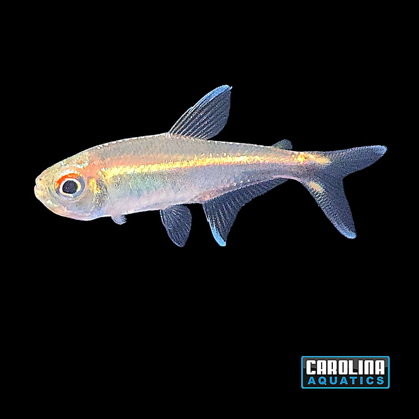Tetra - Metae Black Neon