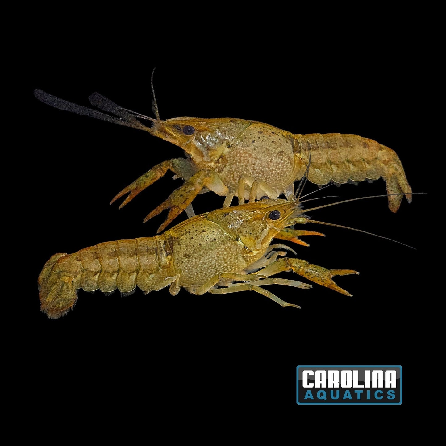Invert - Crayfish