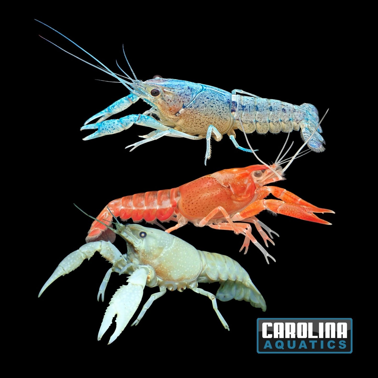 Invert - Lobster Mixed Color