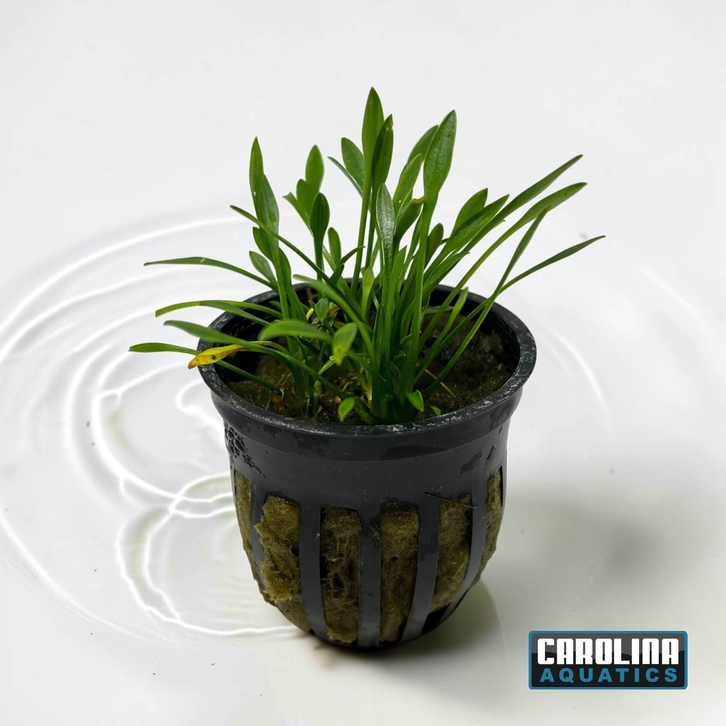 Crypt Parva Potted